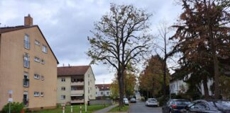 Die Stadt Griesheim hat am Montag (7. November) in der Parsevalstraße eine rund 20 Jahre alte und 18 Meter hohe Linde fällen müssen