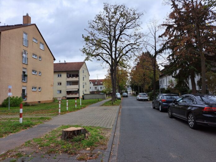 Die Stadt Griesheim hat am Montag (7. November) in der Parsevalstraße eine rund 20 Jahre alte und 18 Meter hohe Linde fällen müssen