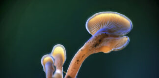 Bei der „Überwälder Traumnacht“ am 13. Juli werden erstmals Fotos der Ausstellung „Magic Mushrooms – Die magische Welt der Pilze“ von Fotograf Jürgen Busse zu sehen sein. Foto: Busse