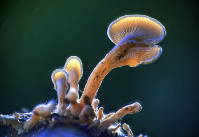 Bei der „Überwälder Traumnacht“ am 13. Juli werden erstmals Fotos der Ausstellung „Magic Mushrooms – Die magische Welt der Pilze“ von Fotograf Jürgen Busse zu sehen sein. Foto: Busse