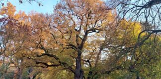 Herbstlich gefärbte Laubbäume im Brentanopark. Bild: Stadt Frankfurt am Main