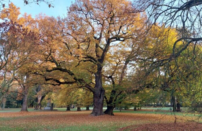 Herbstlich gefärbte Laubbäume im Brentanopark. Bild: Stadt Frankfurt am Main